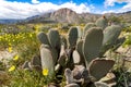 Prickly Pear Cactus in a field of yellow wildflowers in Anza Borrego Desert State Park in California during spring super bloom Royalty Free Stock Photo