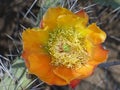 Prickly pear cactus flower from above Royalty Free Stock Photo