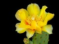 Prickly pear cactus flower - delicate yellow petals over black. Royalty Free Stock Photo