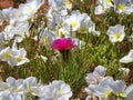 Prickly Pear Cactus Flower Surrounded by Evening Primrose