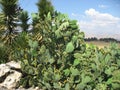 Prickly pear cactus Royalty Free Stock Photo