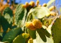 Prickly pear cactus with fruit