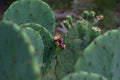 Prickly pear cactus fruit blooms