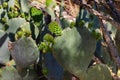 Prickly Pear Cactus  fruit called Tuna, comestible Royalty Free Stock Photo