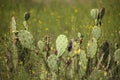 Prickly pear cactus with fruit in early morning sun.