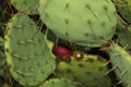 Prickly pear cactus and fruit Royalty Free Stock Photo