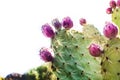Prickly pear cactus with fruit isolated
