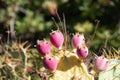 Prickly pear cactus with fruit in purple color Opuntia, Fico d`India Royalty Free Stock Photo