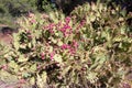 Prickly pear cactus with fruit in purple color Opuntia, Fico d`India Royalty Free Stock Photo