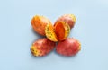 Prickly pear cactus fruit ripe. Opuntia ficus-indica on blue background closeup in cut.