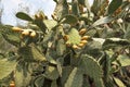 Prickly pear cactus fruit Royalty Free Stock Photo