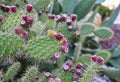 Prickly pear cactus with fruits Royalty Free Stock Photo