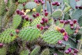 Prickly pear cactus with fruits Royalty Free Stock Photo