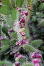 Prickly pear cactus with fruits Royalty Free Stock Photo