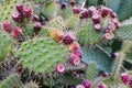 Prickly pear cactus with fruits Royalty Free Stock Photo