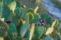 Prickly pear cactus with fruits Royalty Free Stock Photo