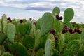 Prickly pear cactus with fruits
