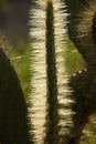 Prickly Pear Cactus - Galapagos Islands