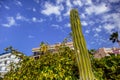 Prickly Pear Cactus