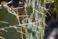 Prickly pear cactus, green Opuntia close-up, succulent plant outdoors, large needles