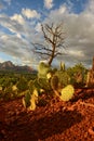 Prickly pear cactus growing at Airport Vortex in Sedona, Arizona Royalty Free Stock Photo