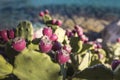 Prickly pear cactus growing on the sea bank. Royalty Free Stock Photo