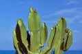 Prickly Pear Cactus growing on the sea Royalty Free Stock Photo