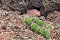 Prickly Pear Cactus and Lava Boulders Royalty Free Stock Photo