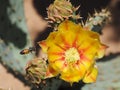 A Prickly Pear Cactus Flower with Unusual Looking Buds Royalty Free Stock Photo