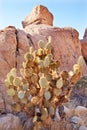 Prickly Pear Cactus Hidden Valley Joshua Tree