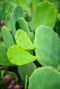 Close up of Prickly pear cactus or Indian fig opuntia Royalty Free Stock Photo