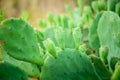 Close view of Prickly pear cactus or Indian fig opuntia Royalty Free Stock Photo