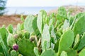 Prickly pear cactus or Indian fig opuntia with purple red fruits Royalty Free Stock Photo