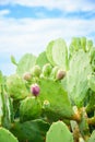 Prickly pear cactus or Indian fig opuntia with purple red fruits on a blue sky background Royalty Free Stock Photo