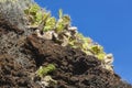 Prickly Pear Cactus In La Palma, Spain Royalty Free Stock Photo