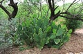 Prickly Pear Cactus in Las Lagunas de Anza Wetlands