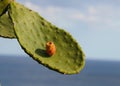 Prickly Pear Cactus leaf and fruit
