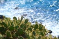 Prickly pear cactus with long spikes in front of the blue Atlantic Ocean Royalty Free Stock Photo