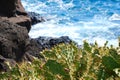 Prickly pear cactus with long spikes in front of an ocean shore. Royalty Free Stock Photo