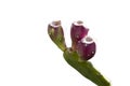 Prickly pear cactus with many fruit isolated on a white background. Royalty Free Stock Photo