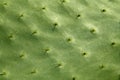 Prickly pear cactus nopal detail