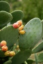 Prickly pear cactus nopal with fruits
