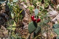 Prickly pear cactus nopal with fruits.