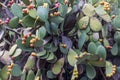 Prickly pear cactus nopal with fruits.