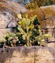 Prickly pear cactus, nopal, growing in rocks Royalty Free Stock Photo