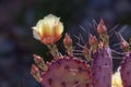 Prickly Pear Cactus with on Open Bloom