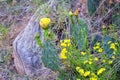 Prickly Pear Cactus Opuntia Cactaceae Blooming With Fruits And Yellow Flowers Outdoor In The Desert Around Escalante Utah.