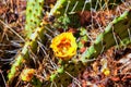 Prickly Pear Cactus Opuntia Cactaceae Blooming With Fruits And Yellow Flowers Outdoor In The Desert Around Escalante Utah.