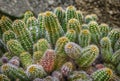 Prickly pear cactus Opuntia ficus-indica, also known as Indian