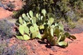 Prickly pear cactus, Opuntia ficus-indica, Cliffs National Conservation Area Wilderness, Snow Canyon State Park Saddleback Tuacahn Royalty Free Stock Photo